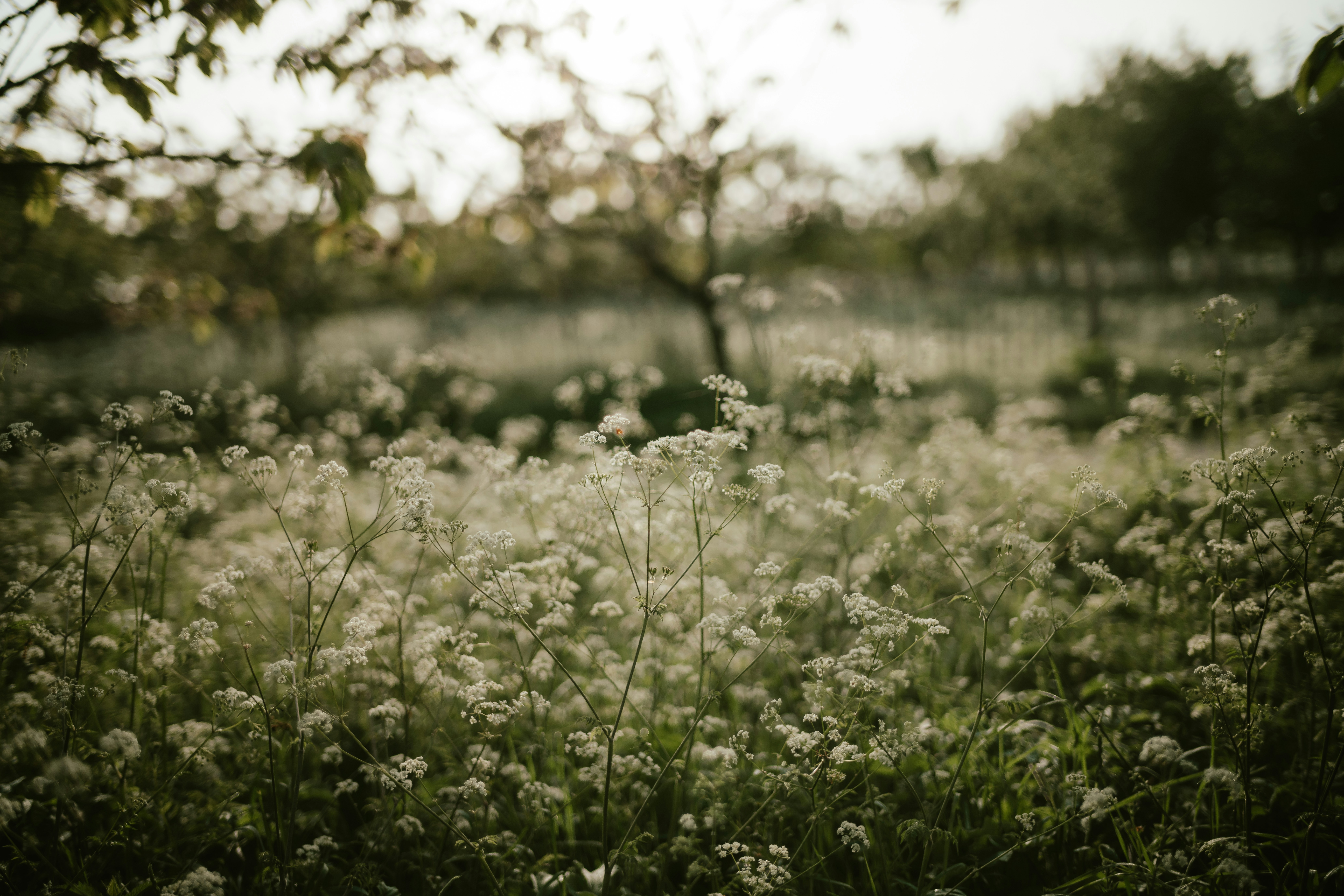 Photo by anniespratt