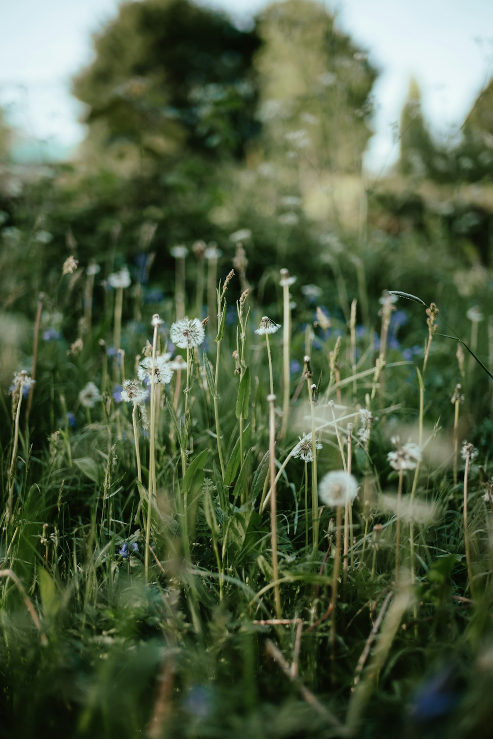 a close-up of some flowers