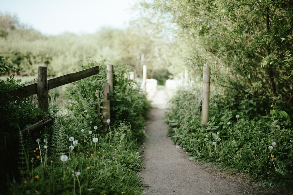 a dirt road with plants on either side of it