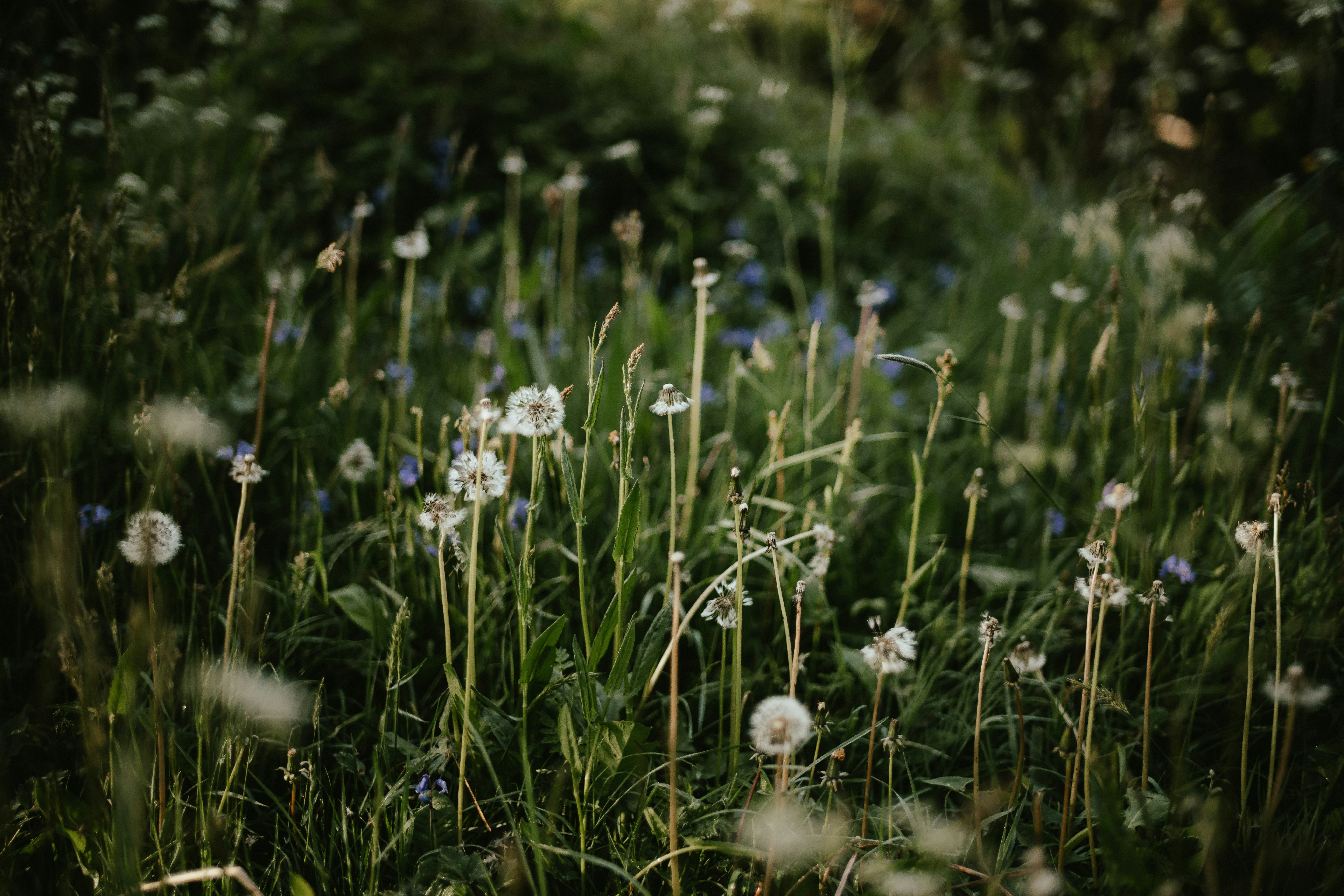 Photo by anniespratt