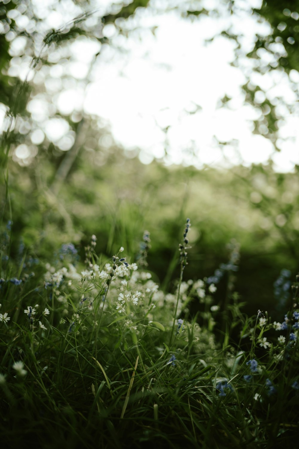 a field of flowers