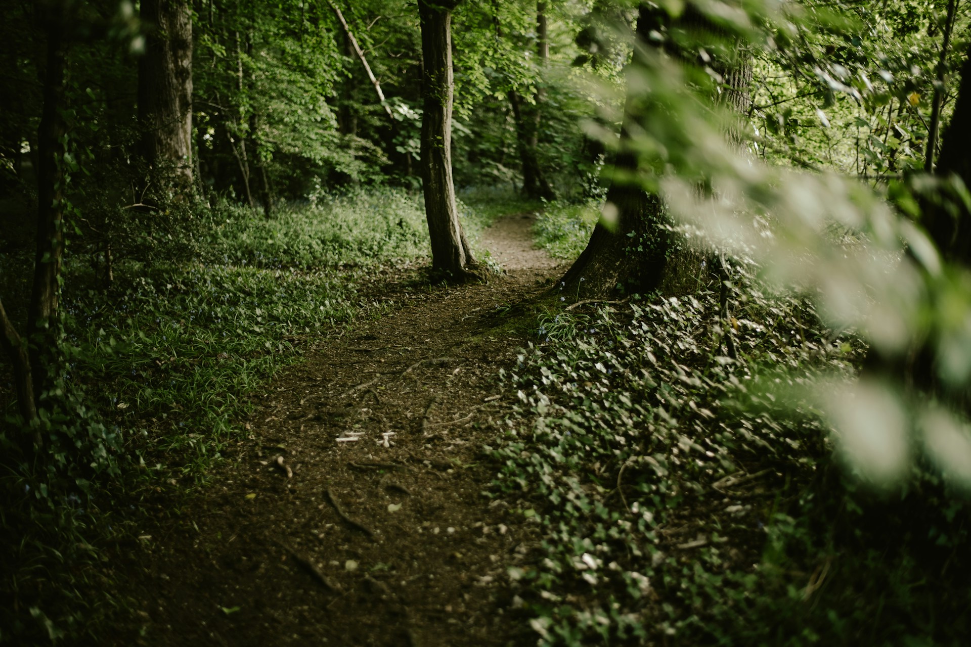 a path in the woods