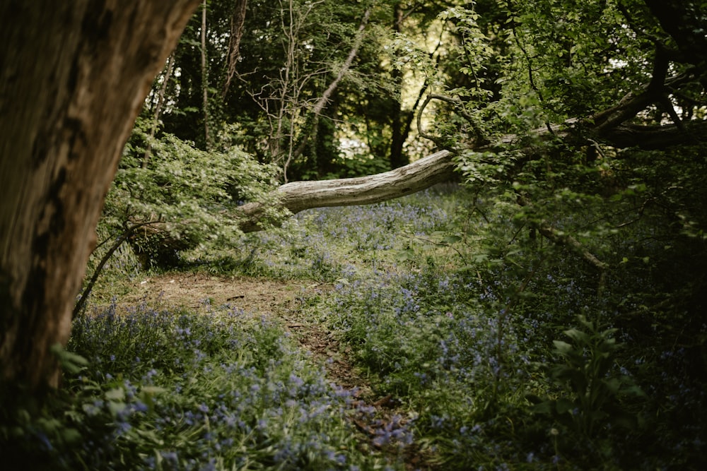 a path through a forest