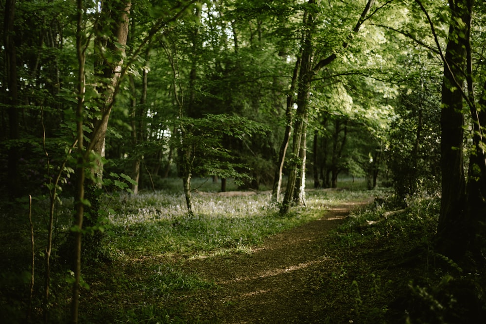 a path through a forest