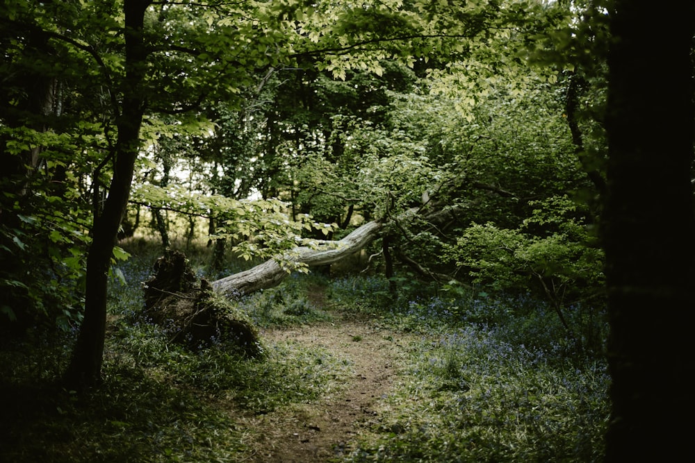 a path through a forest