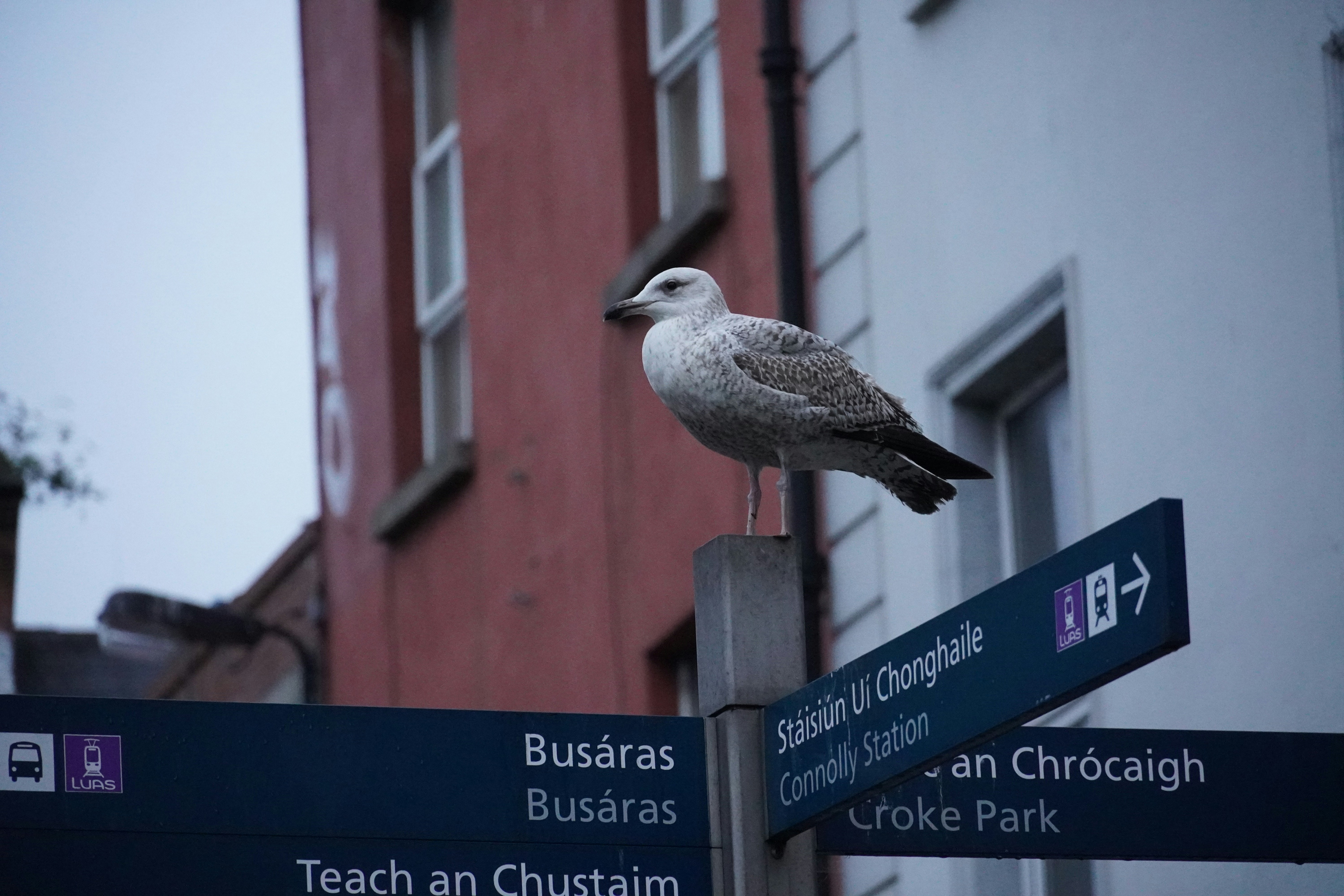 a bird perched on a street sign