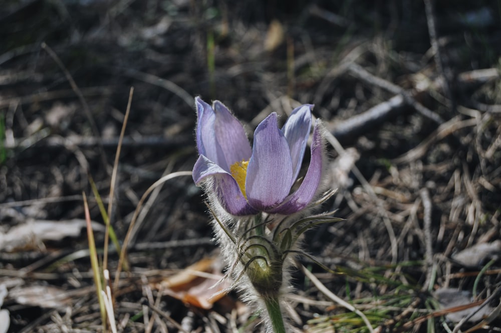 a purple flower in the grass