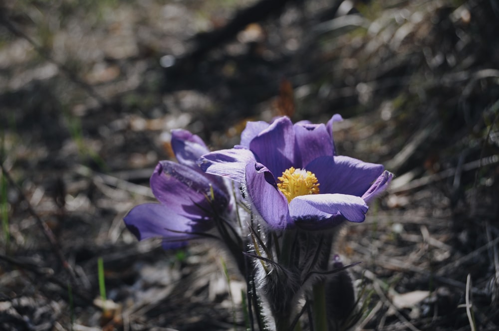 a close-up of some flowers