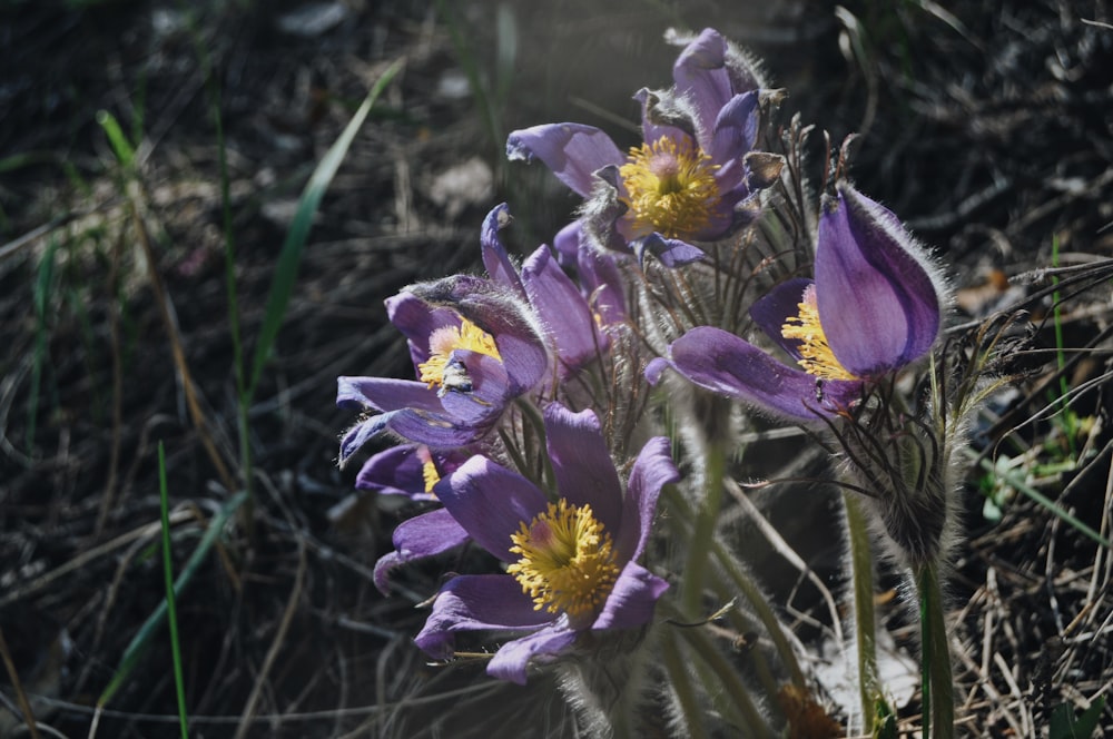 a group of purple flowers