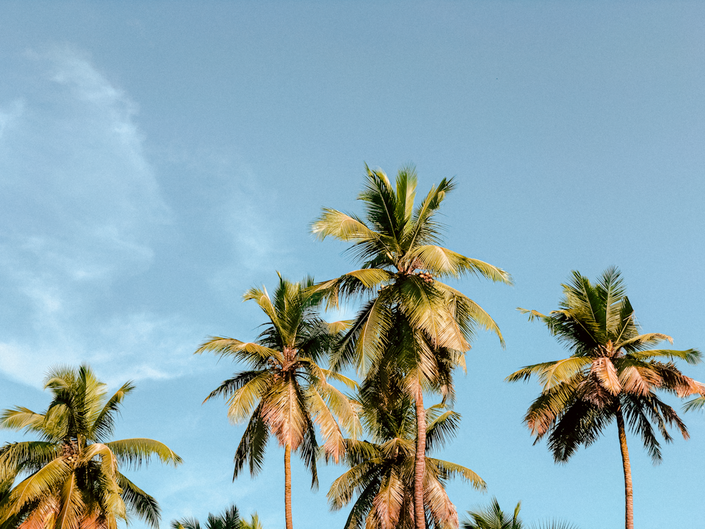 a group of palm trees