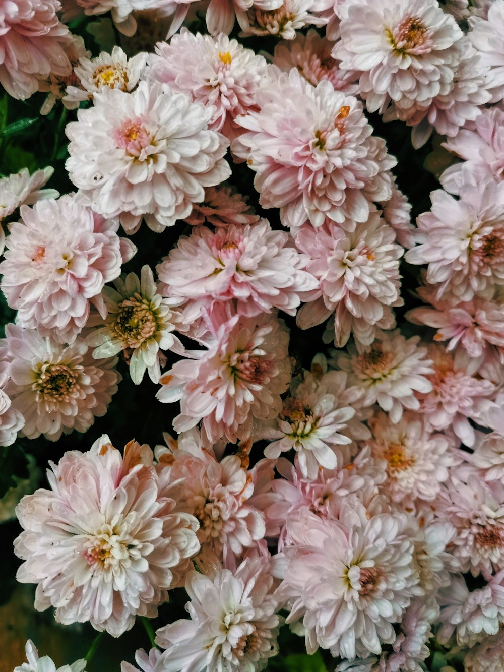 a group of flowers