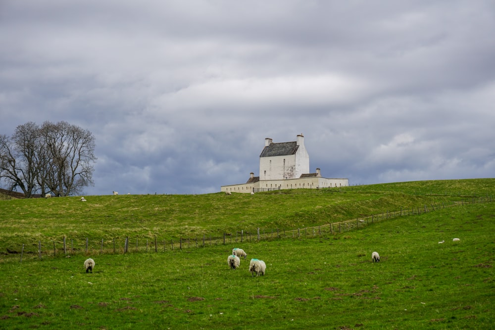 sheep grazing in a field