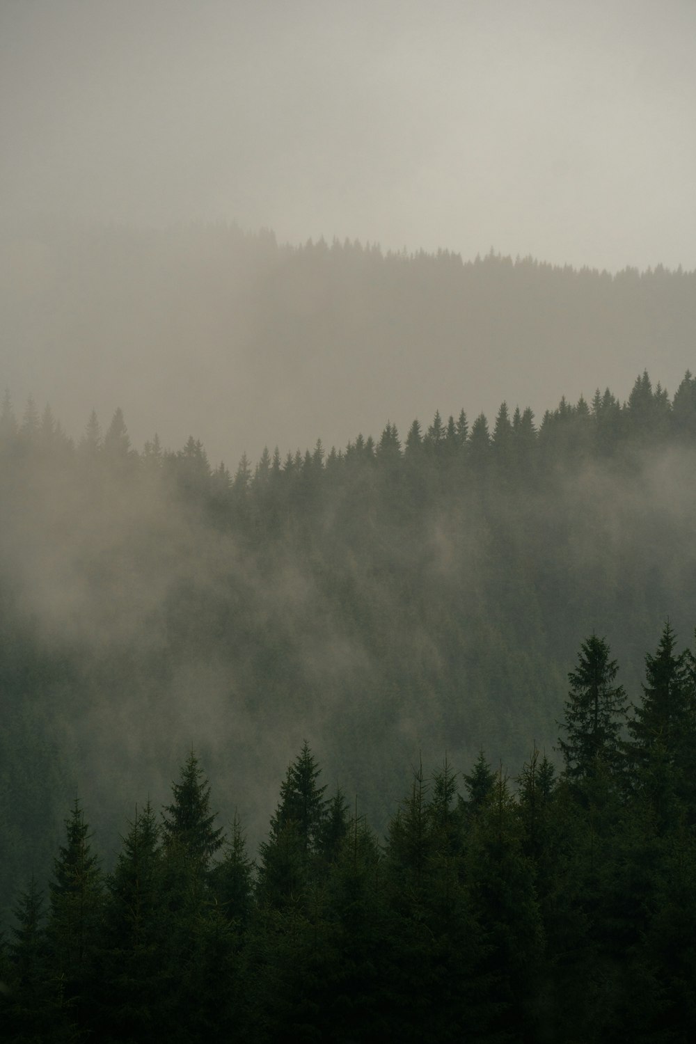 a foggy forest with trees