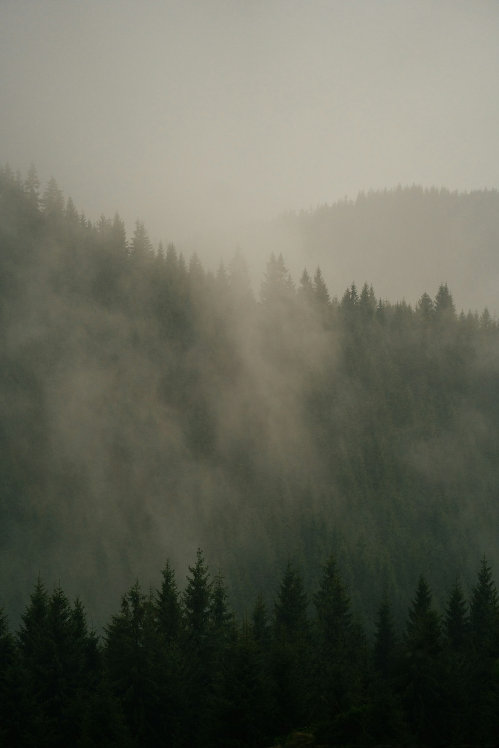 a forest with fog