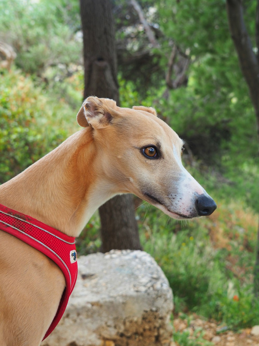 a dog with a red collar