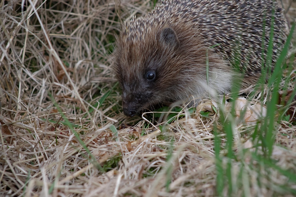 a small animal in the grass