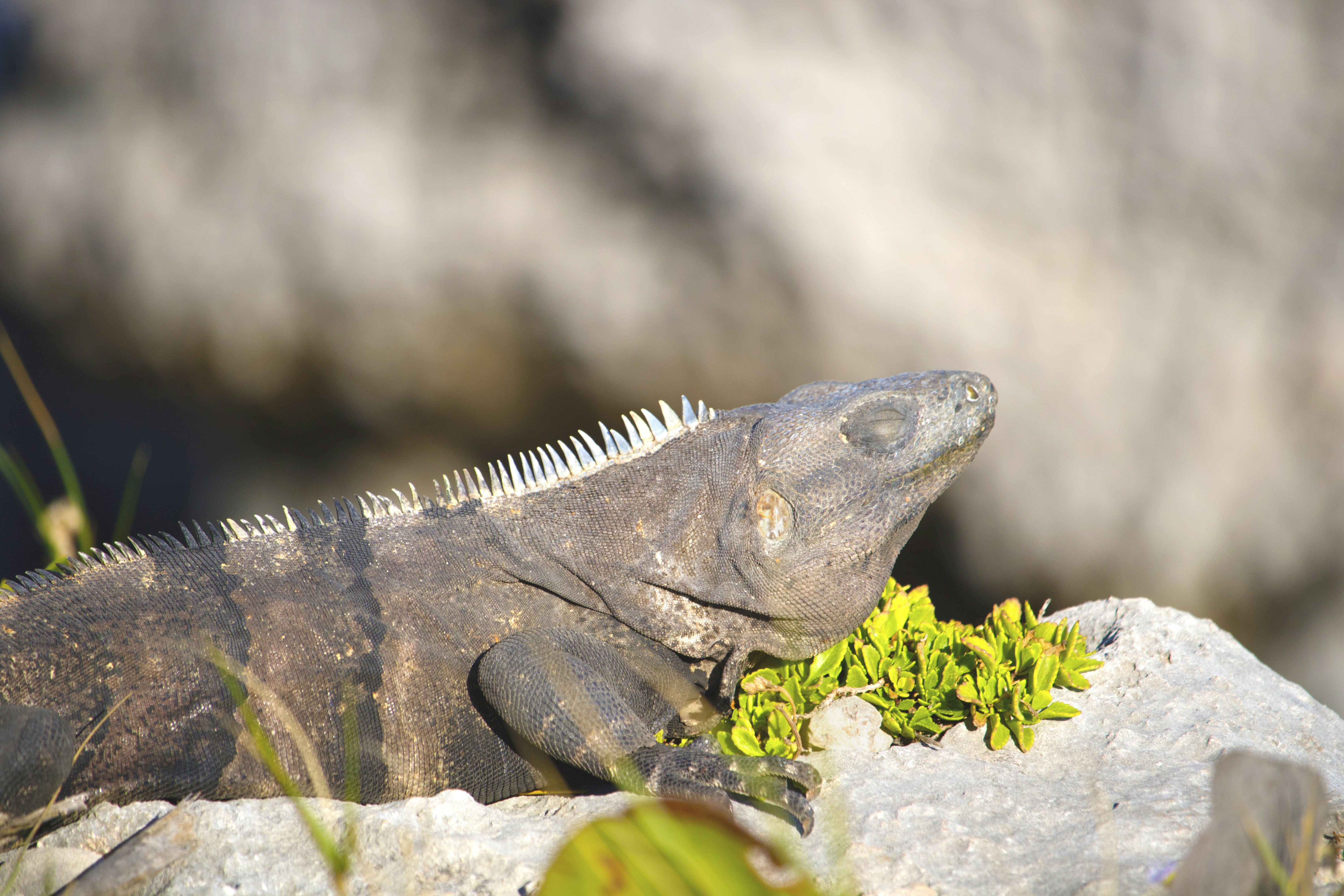 Green Iguana