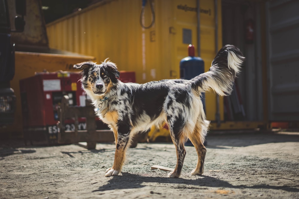 a dog running in a dirt area