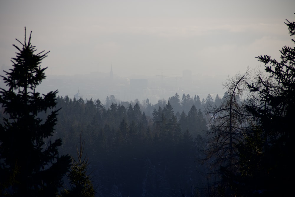 a foggy forest with trees