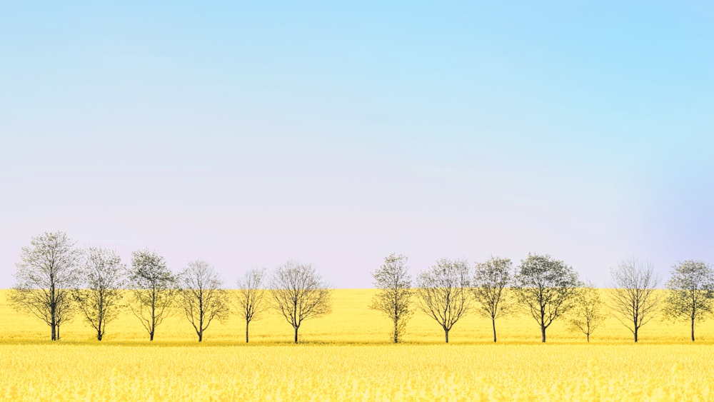 a field of trees