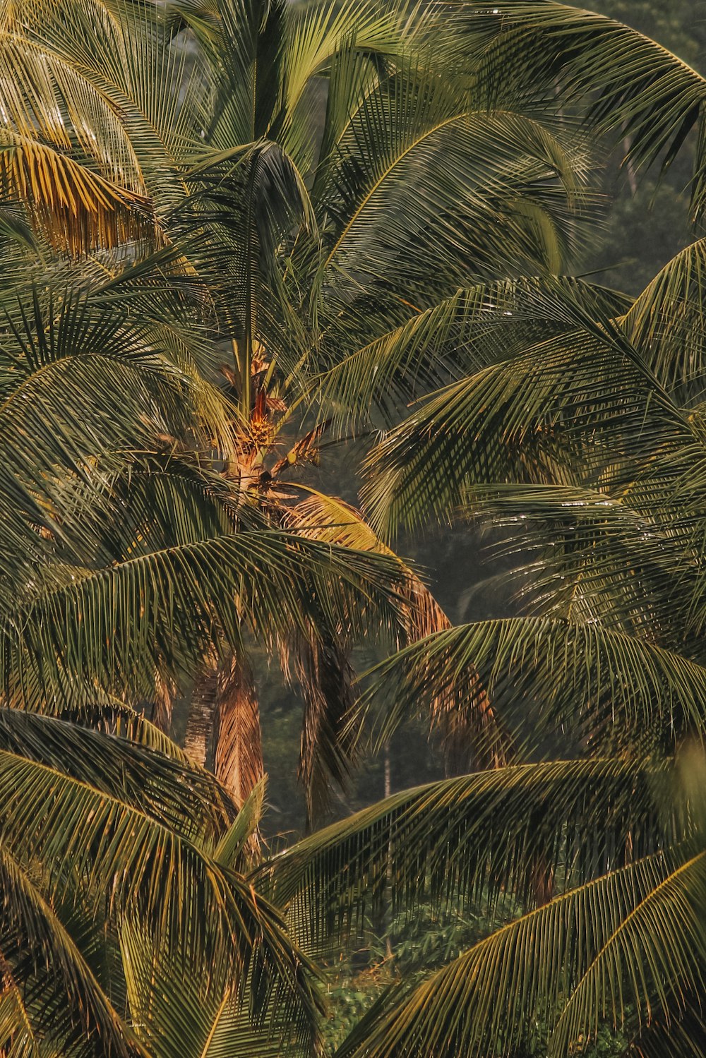 a group of palm trees