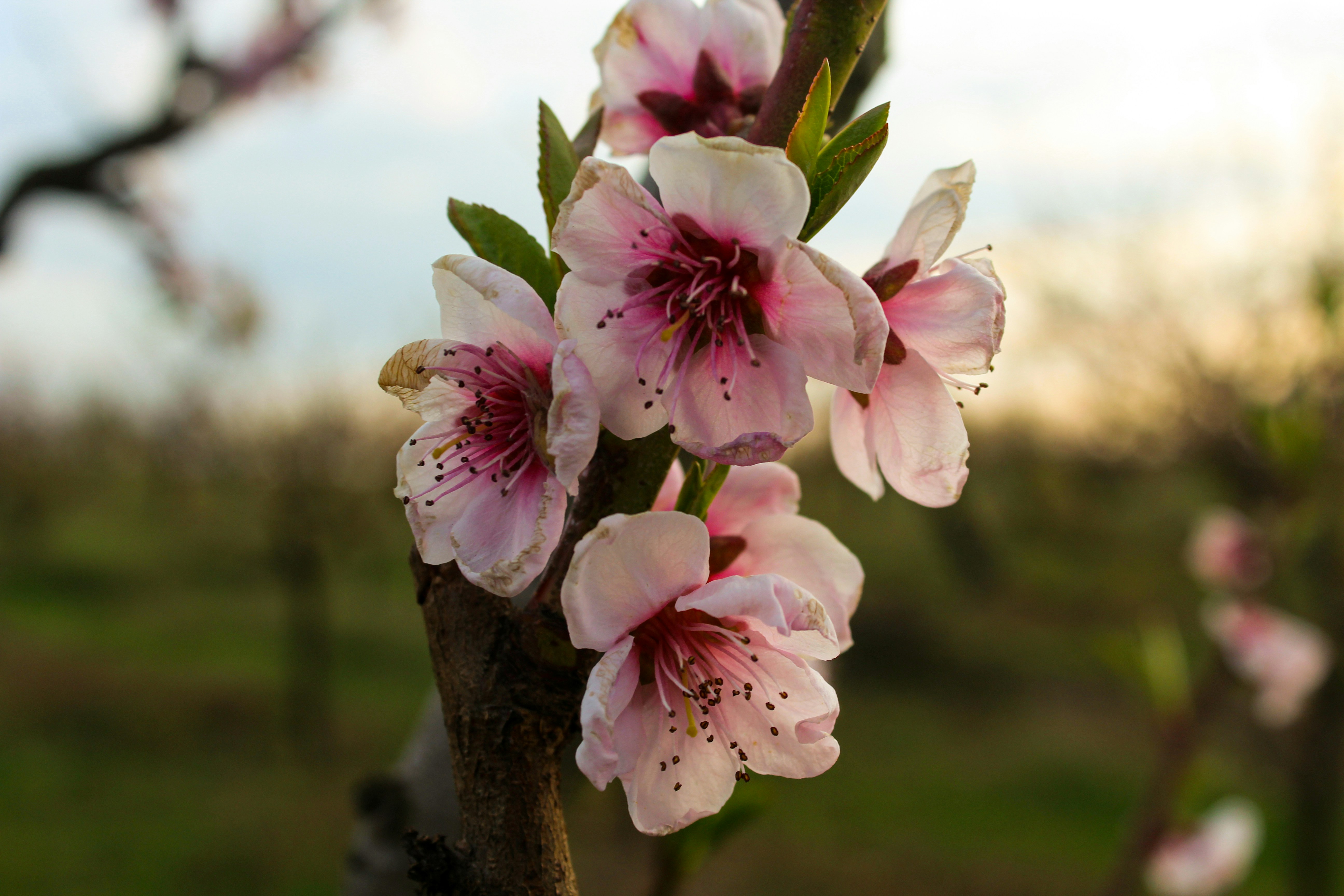 a close up of flowers on a tree