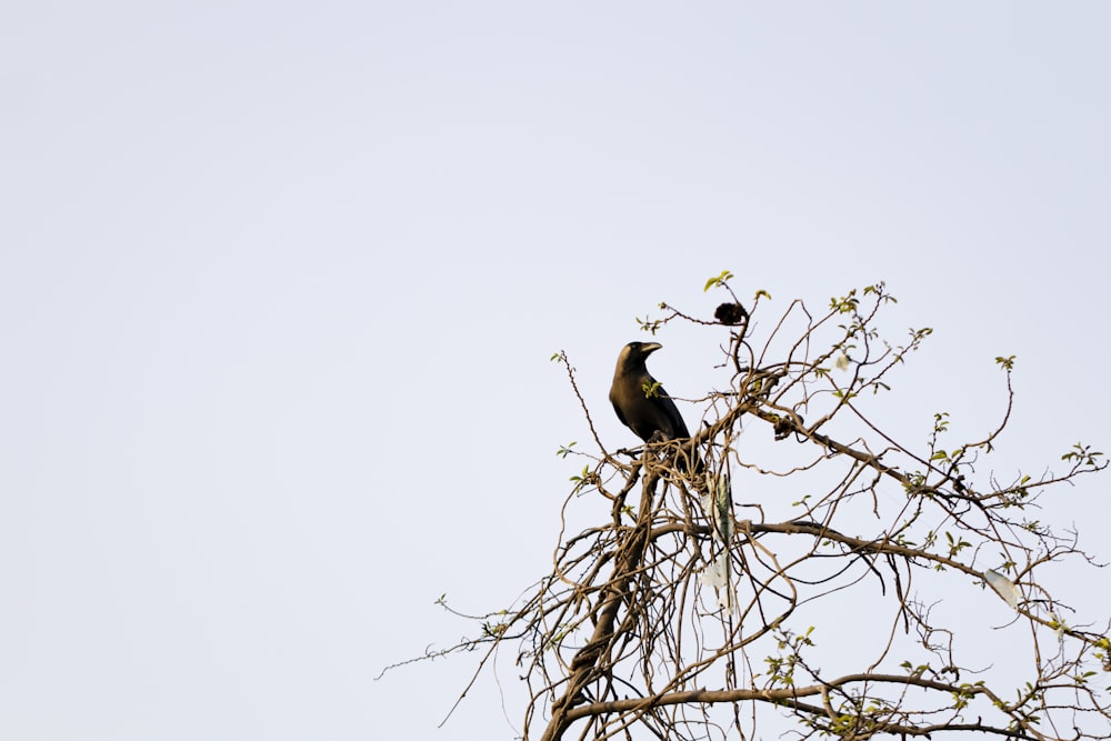 a bird sitting on a tree branch