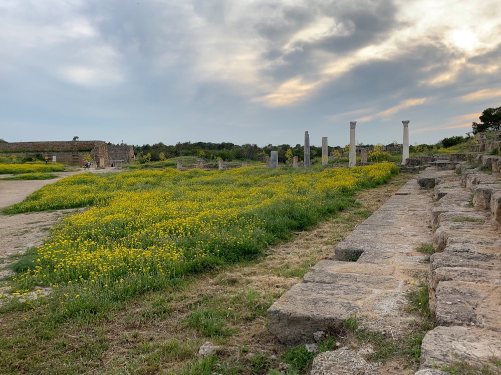 a path with yellow flowers and grass