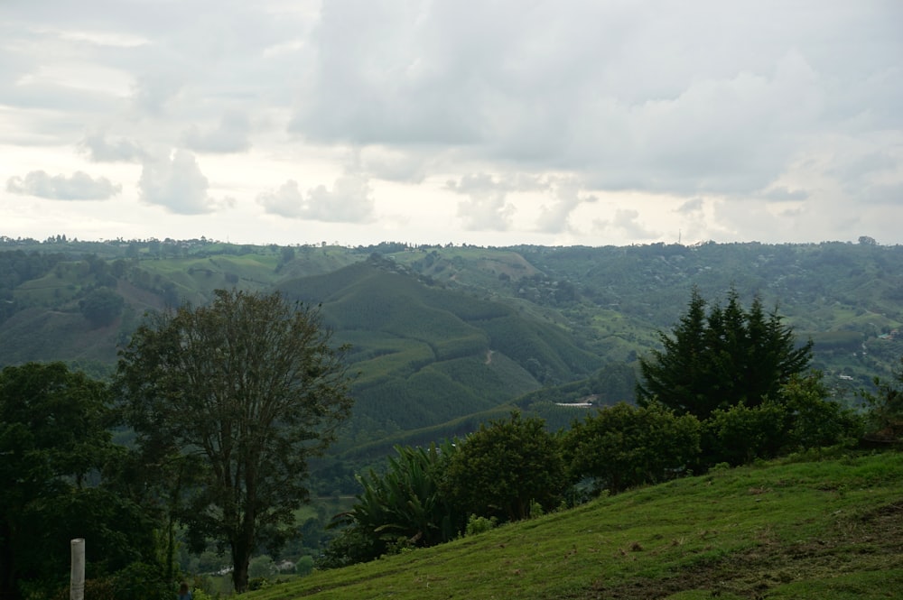 a landscape with trees and hills