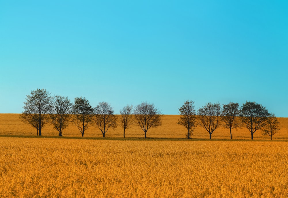 a field of grass with trees in the background