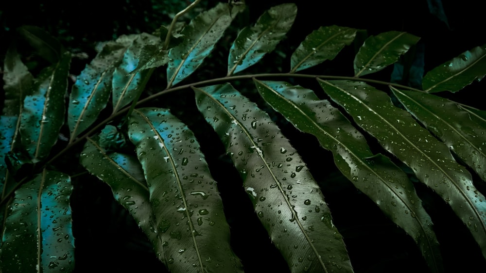 a close-up of some leaves