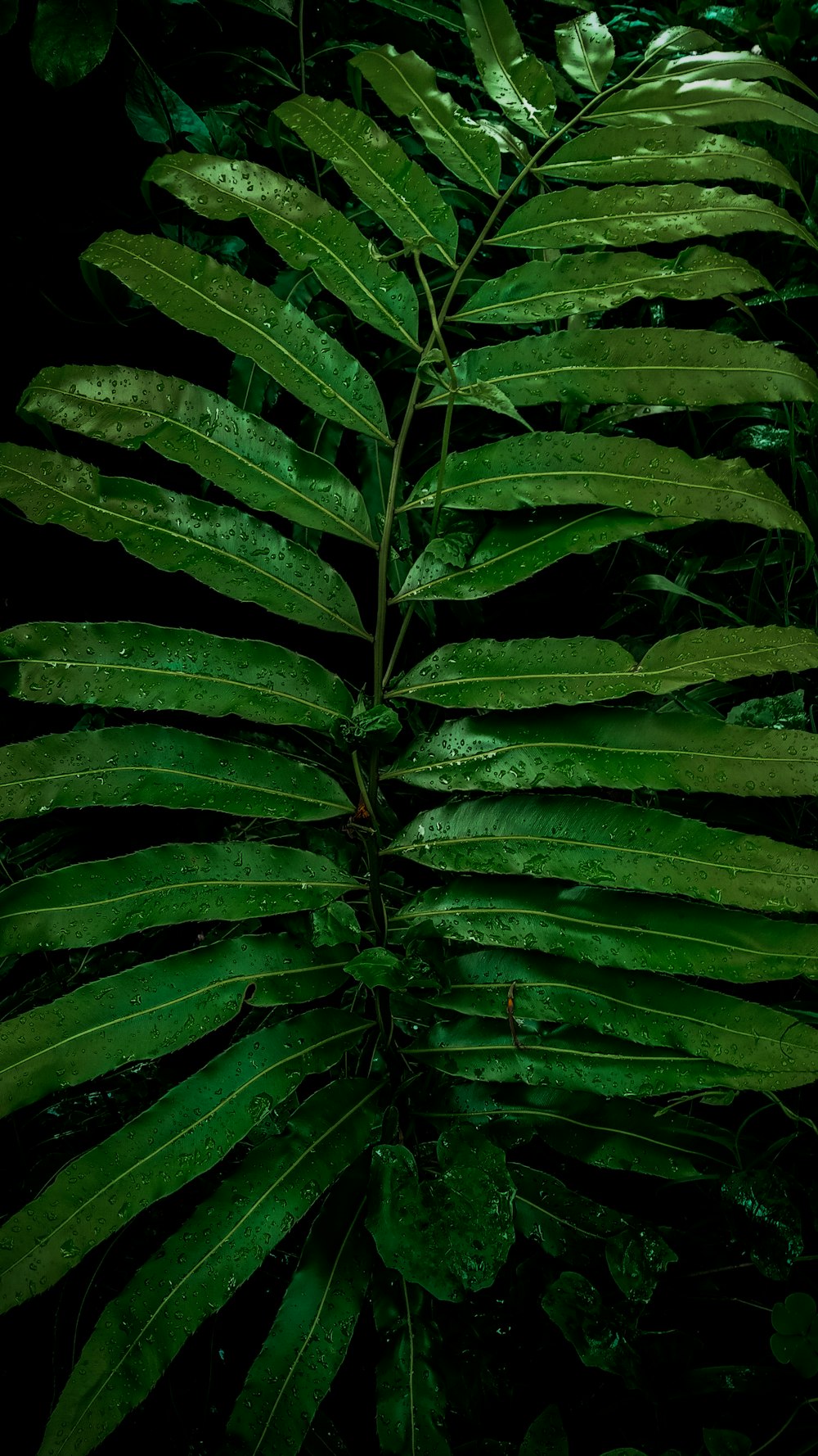 a close up of some leaves