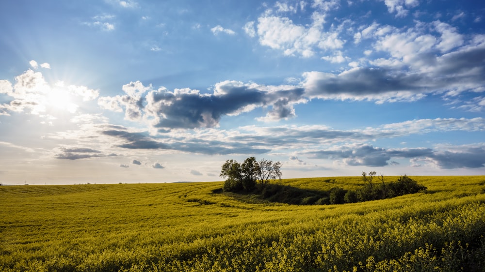 a grassy field with trees and clouds in the sky