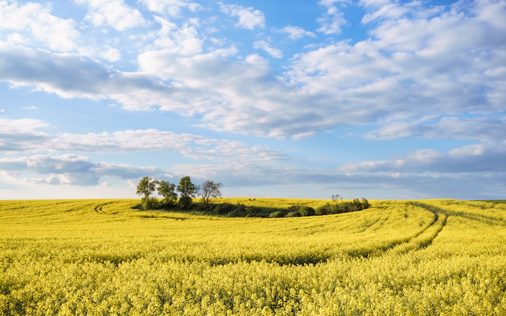 a field of green grass with trees in the distance