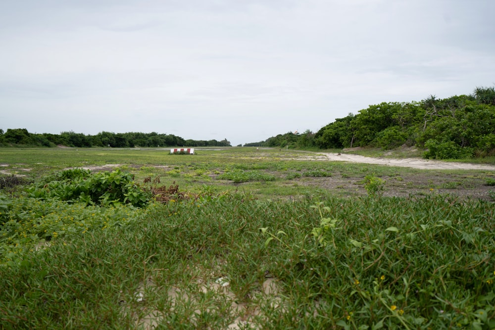 a field of grass and trees