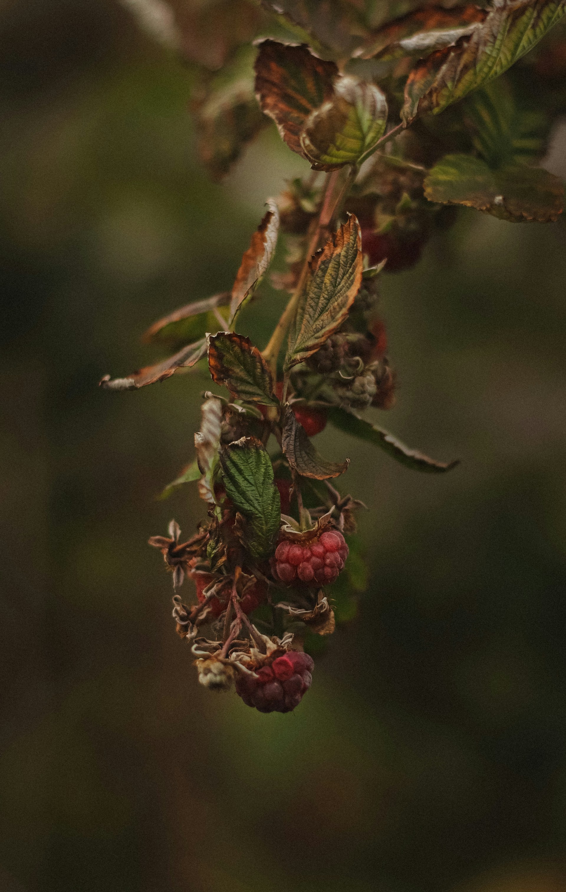 a close up of a plant with berries on it