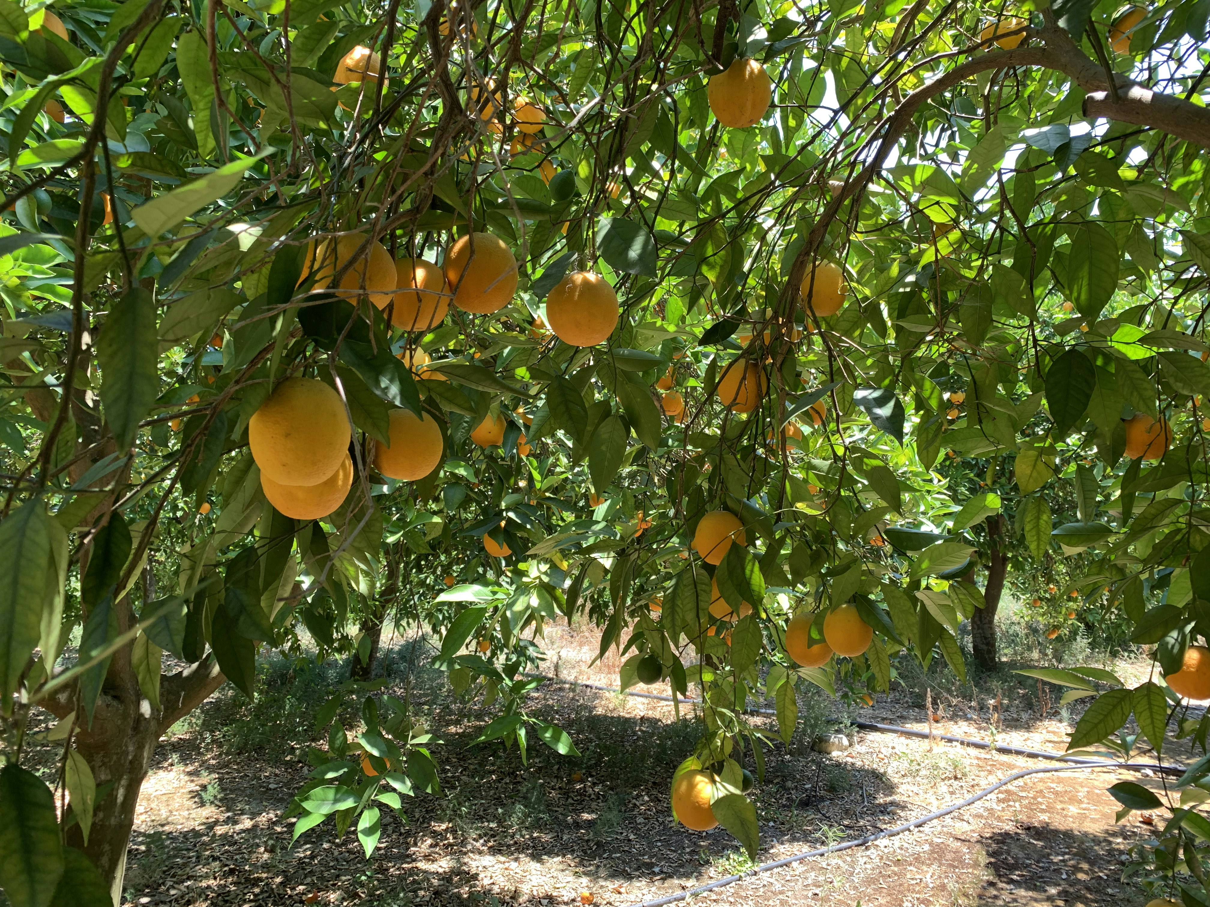 a tree with oranges