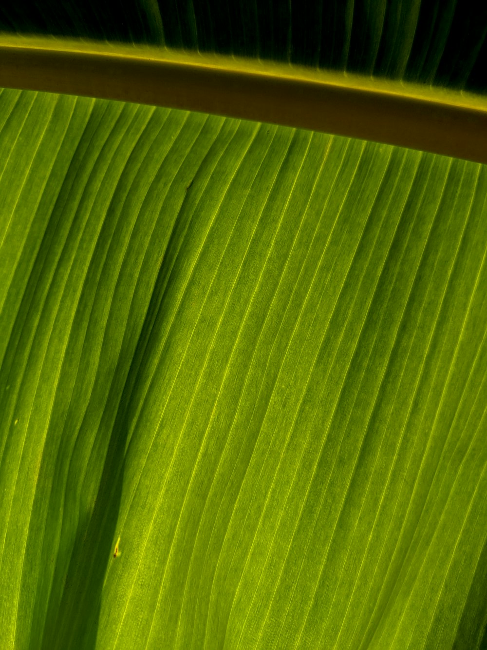 a close up of a leaf