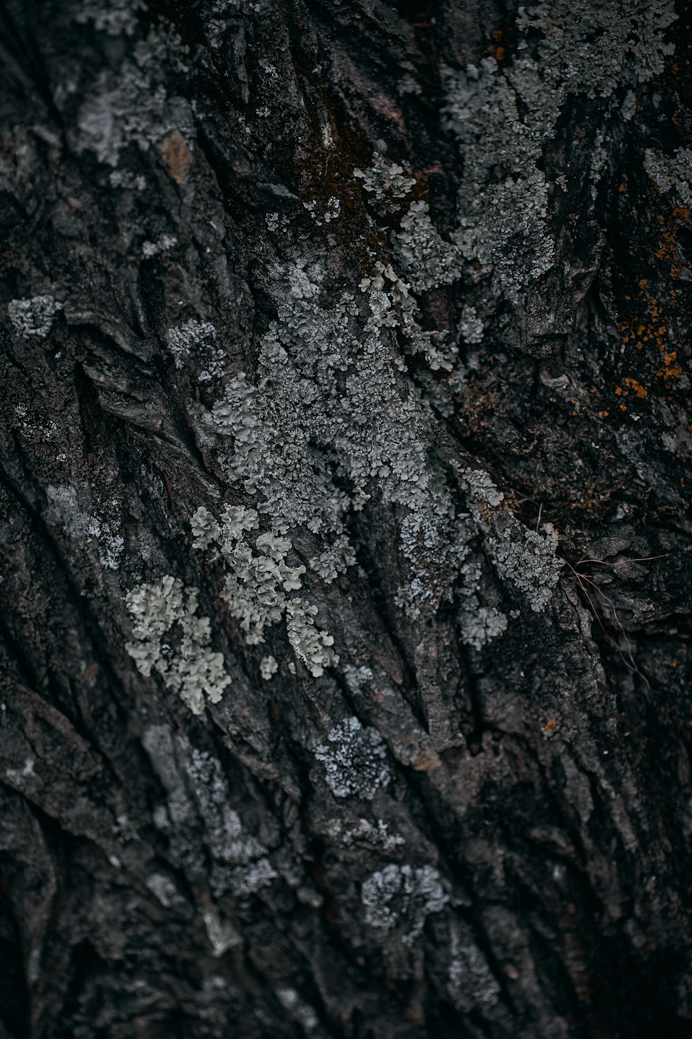 a close up of a tree bark
