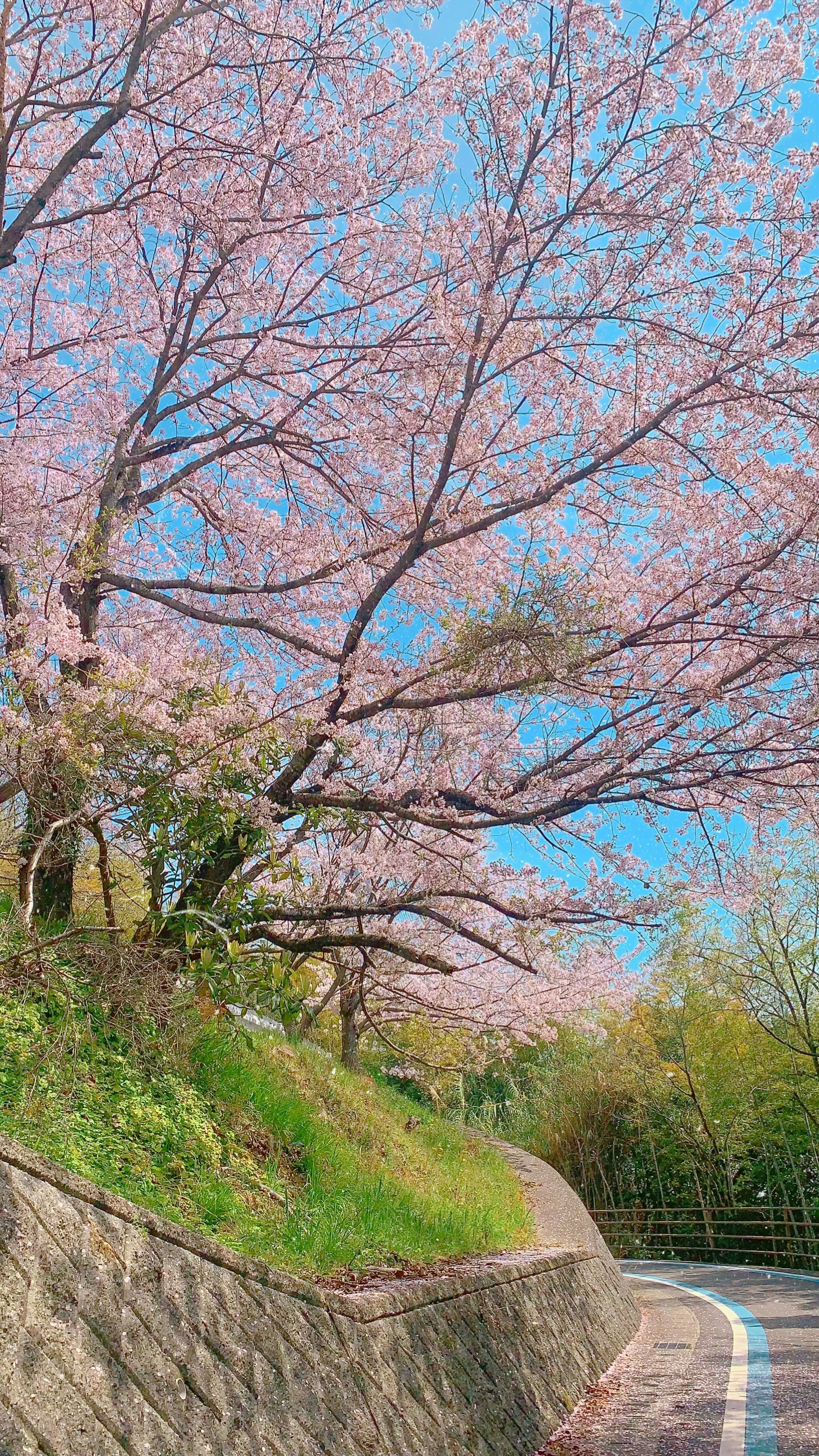 Photo by bichanh