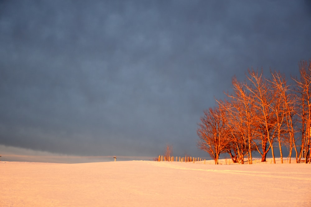 a snowy field with trees