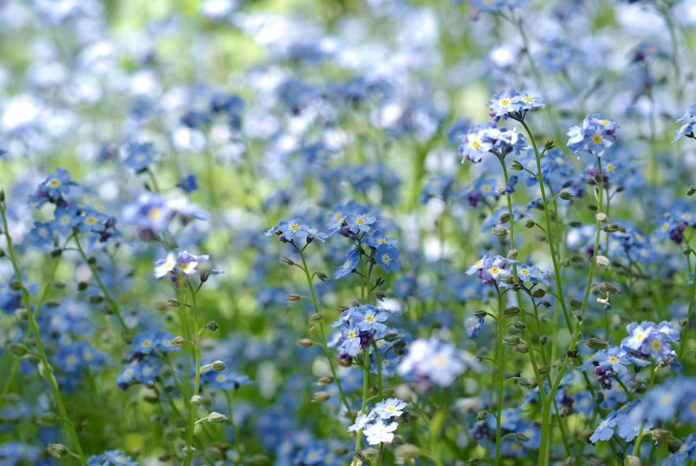 a close up of some flowers