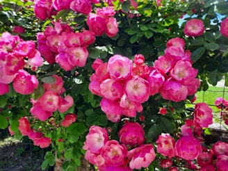 Розов местен розов храст, цъфтящ в градина в Куртово Конаре.