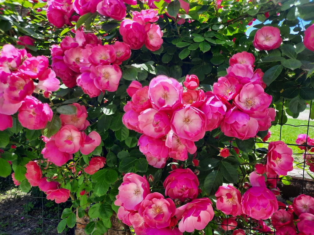 a group of pink flowers