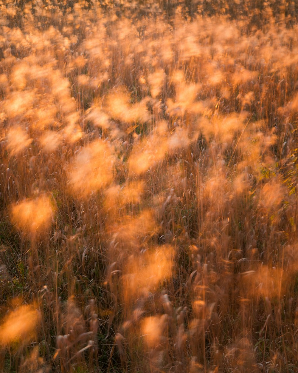 Ein Feld mit gelbem Gras