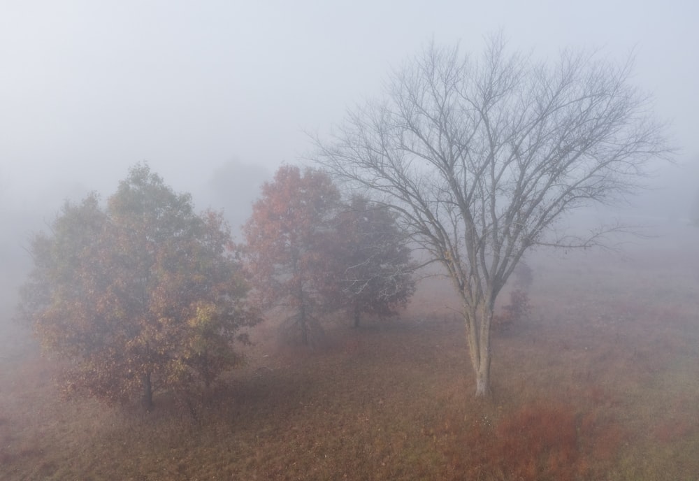 a group of trees in a foggy field