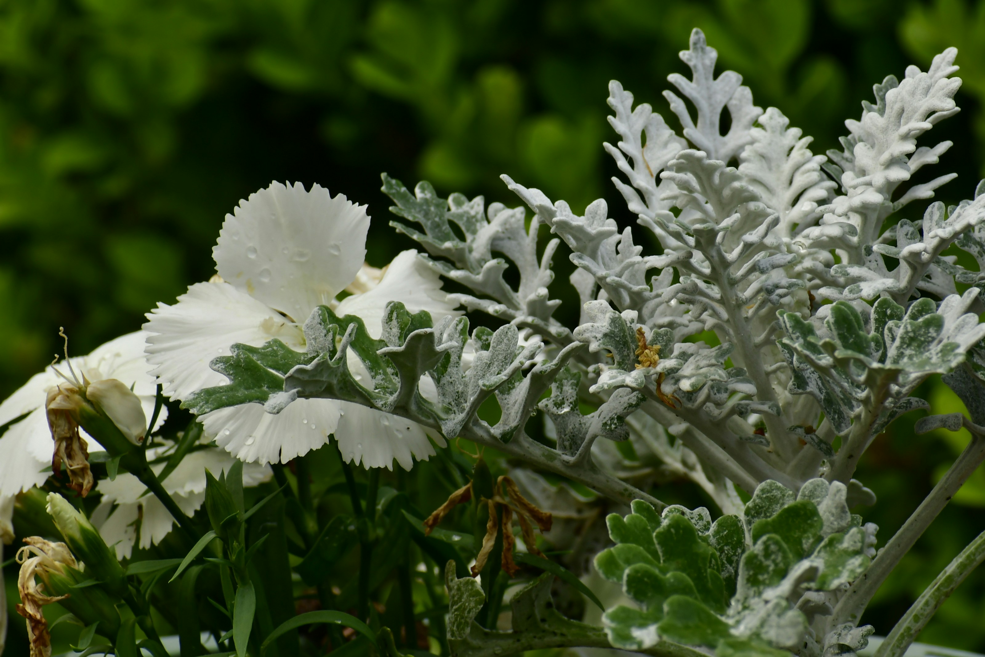 Close up of white flowers
