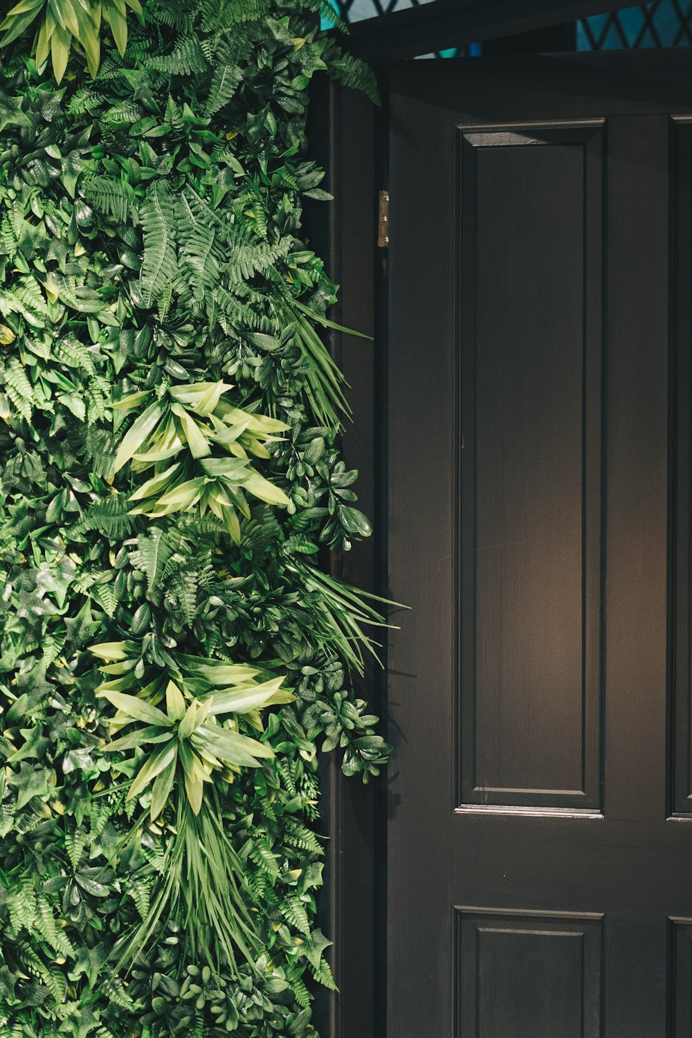 uma porta com uma planta crescendo fora dela