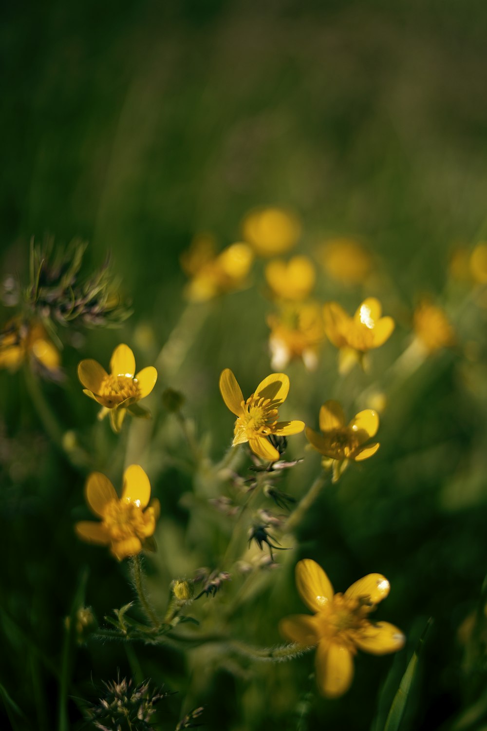 a close up of yellow flowers