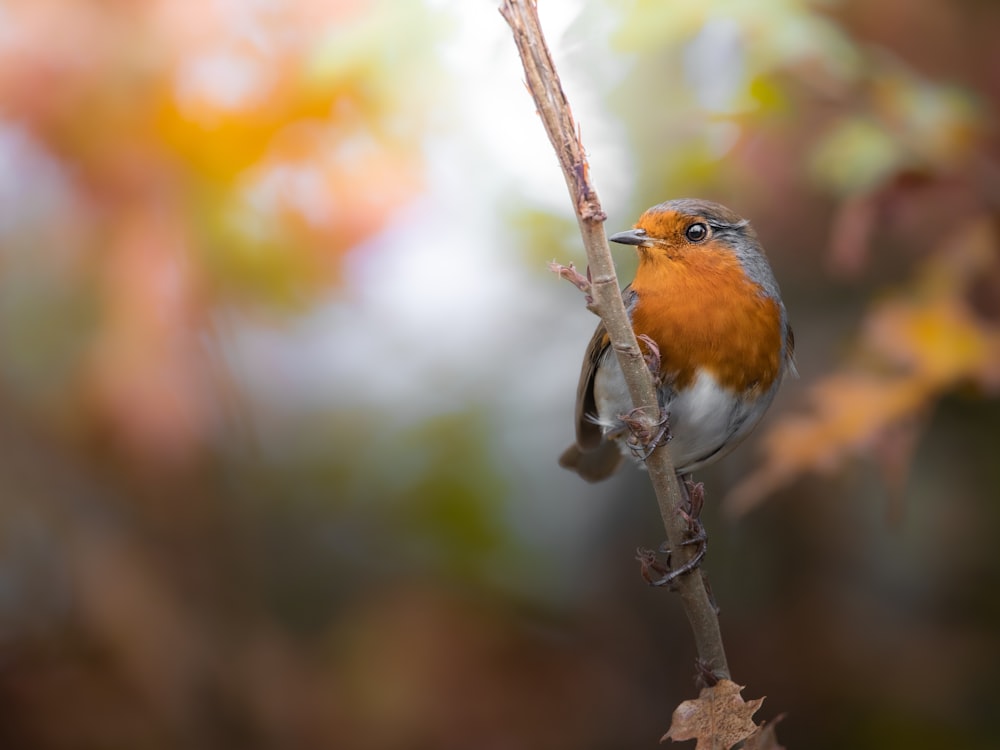 a small bird on a branch